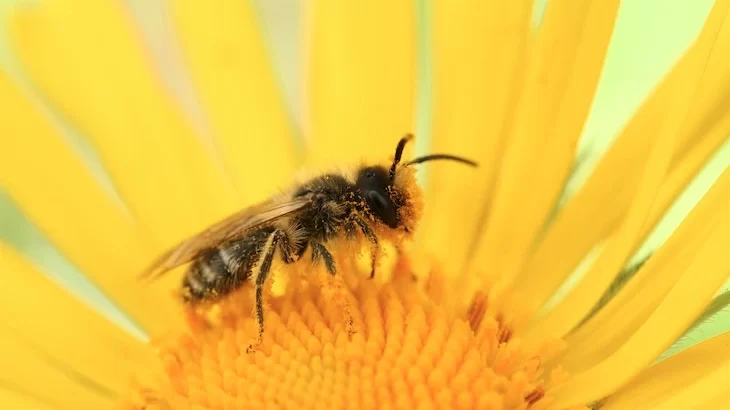 polline d'api